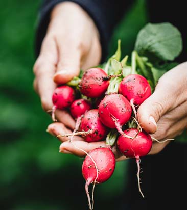 Person holding red radishes