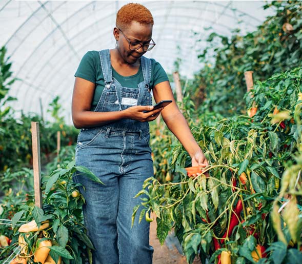 Woman inspecting peppers while looking at her phone in a greenhouse