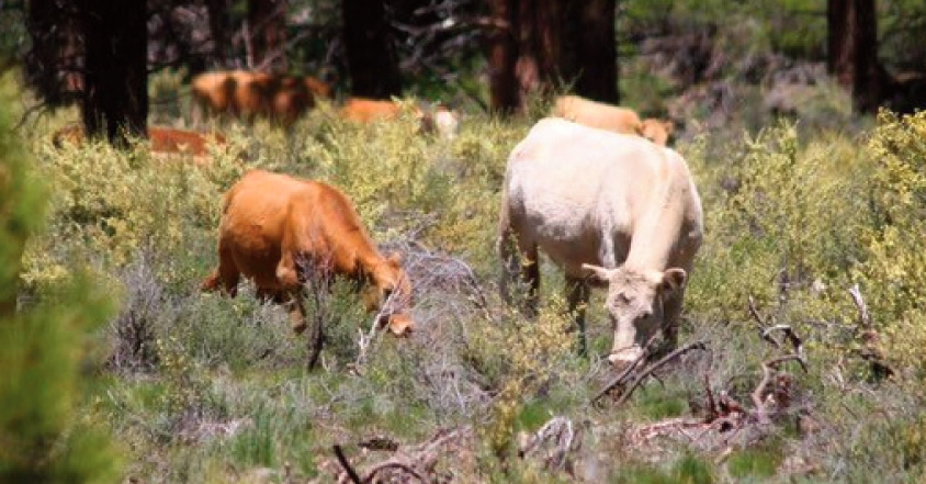 Free range cattle on the Mt Shasta Wild