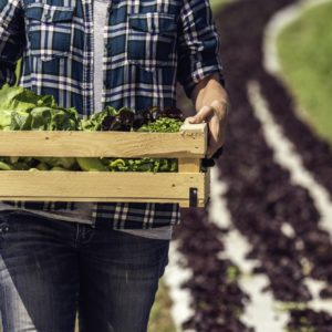 Woman walking with a wood crate of leafy vegetables with rows behind her