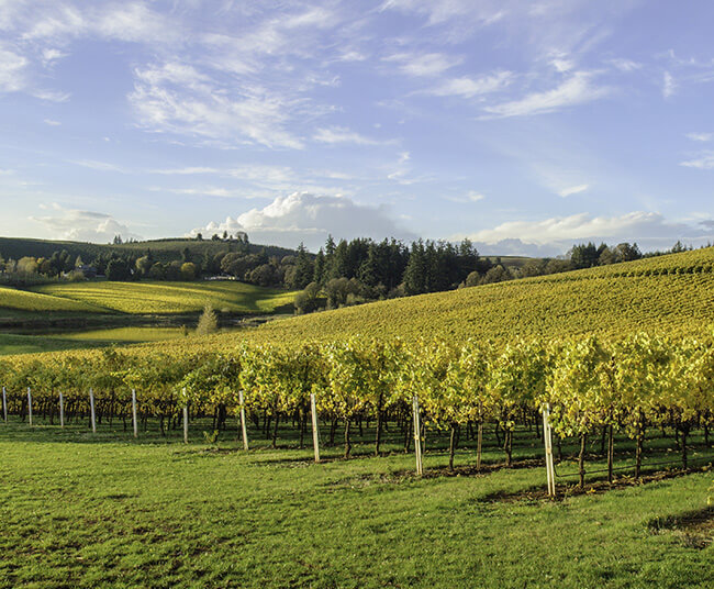 Willamette Valley Oregon Wine Producers