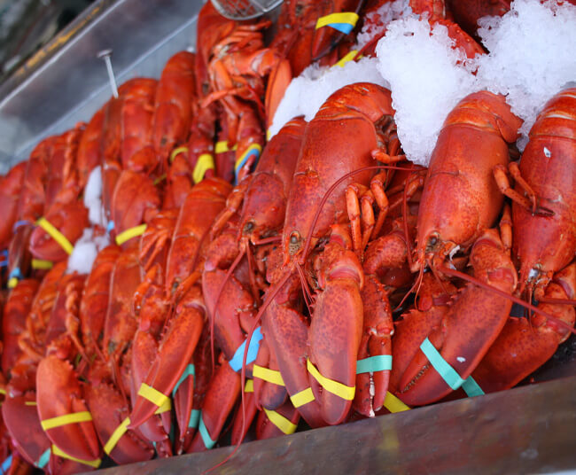 Massachusetts Lobsters on ice