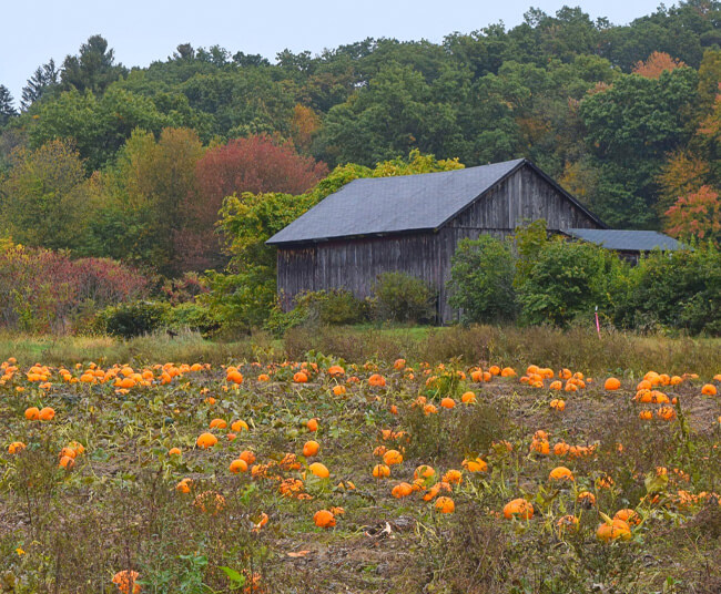 Rural Massachusetts Barn and Pumpkin Patch